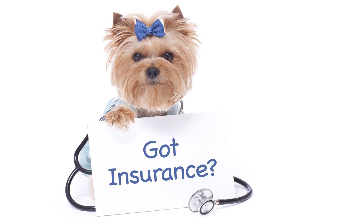 Pet insurance news